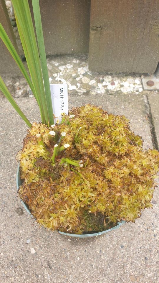 Sarracenia Leah Wilkerson MK H112, Fleischfressende Pflanze in Wallenhorst