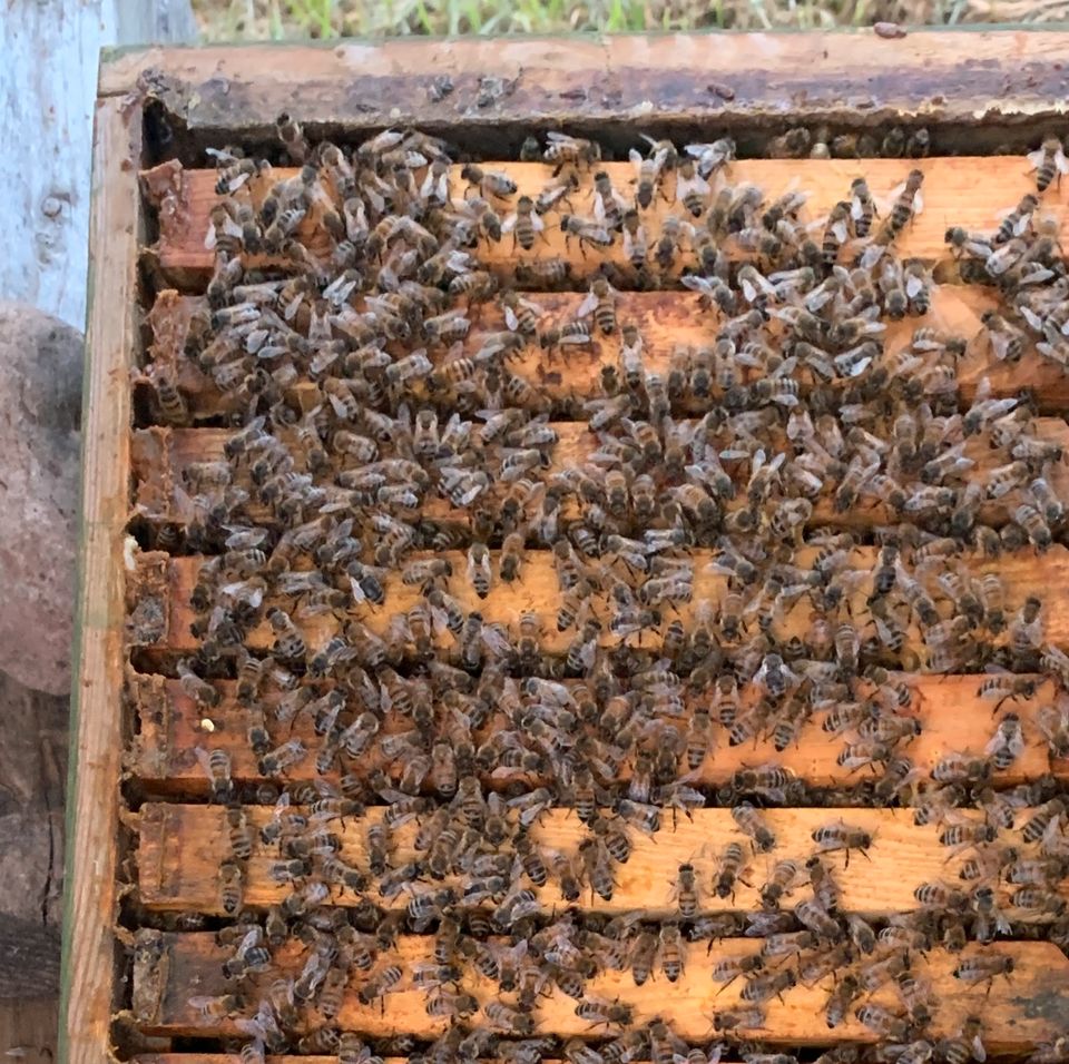 Bienenvolk Ableger auf Miniplus in Dahme/Mark