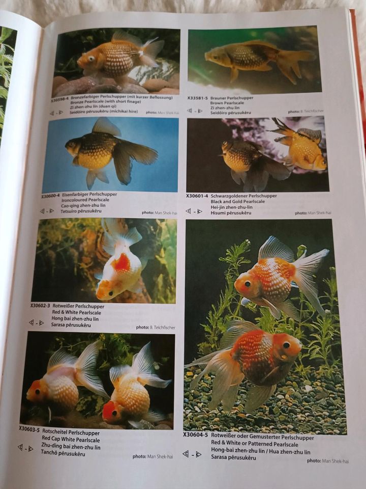 Alle Goldfische und Schleierschwänze Sachbuch in Südbrookmerland