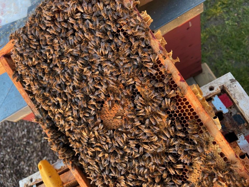 Bienenvölker Zander - Ableger und Wirtschaftsvölker in Ruderting