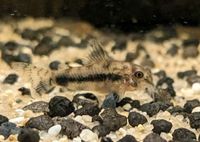 Schachbrett Zwergpanzerwels, Corydoras habrosus Panzerwels Bayern - Pörnbach Vorschau