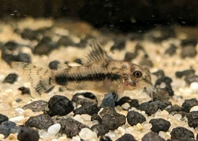 Schachbrett Zwergpanzerwels, Corydoras habrosus Panzerwels in Pörnbach