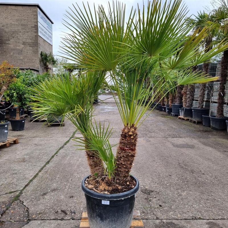 Zwergpalme Chamaerops Humilis (Nr.22) +/-190cm hoch inkl. Topf in Oberhausen