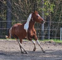 4 jähriger Andalusier Spanier Bayern - Bad Endorf Vorschau