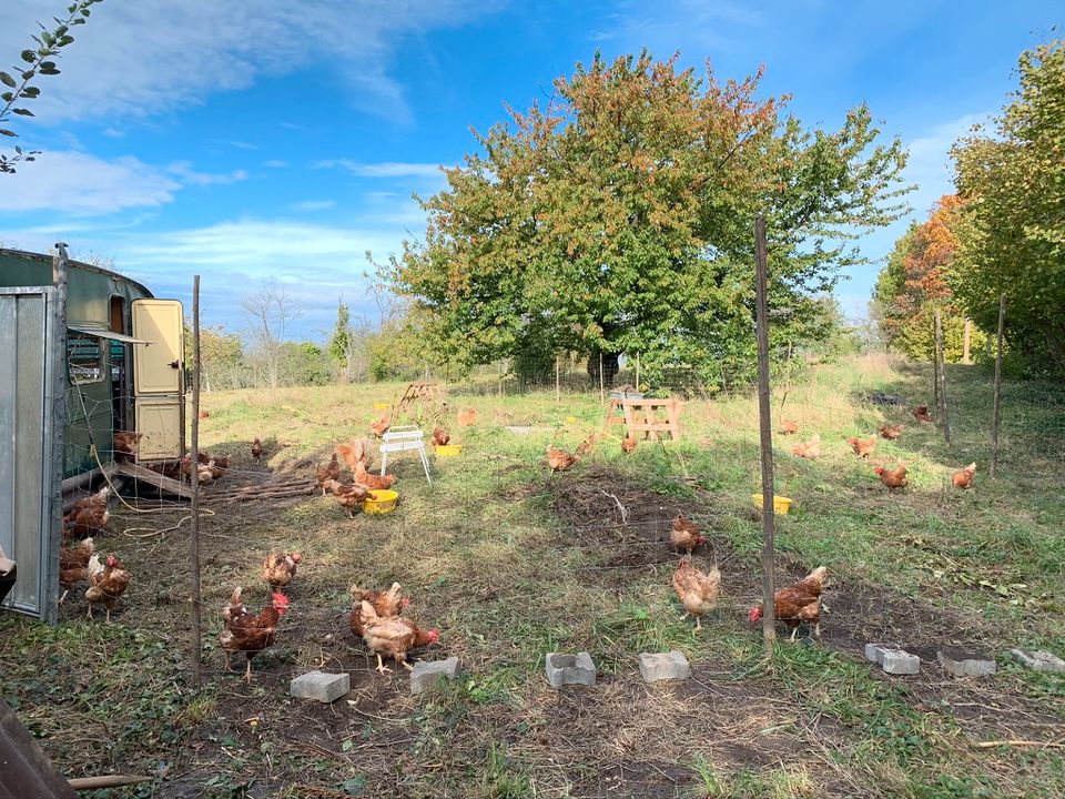 Hühnereier und Wachteleier aus Hobby Bio Haltung zu verkaufen in Bühl