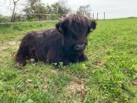 Färse Kalbin Highland Schottisches Hochlandrind Bio Bayern - Laberweinting Vorschau