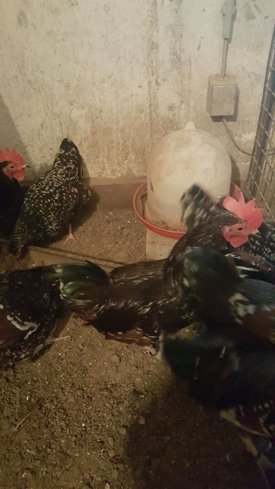 Bruteier von zwerg Hühner in Bürstadt