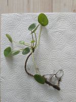 Pilea Ufopflanze Chin. Geldbaum Köln - Raderthal Vorschau