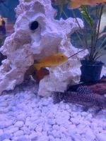 Aulonocara Fire Fish und Gelbe Malawi barsche Hessen - Twistetal Vorschau