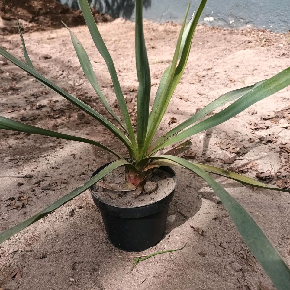 Palmlilie weiß blühend in Hatzenbühl