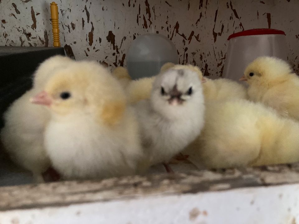 frische Eier von glücklichen Hühnern in Willenscharen