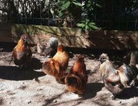 Seidenhühner Eier von unserer bunten Truppe Bayern - Immenreuth Vorschau