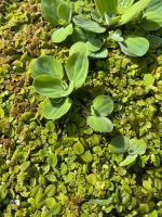 Schwimmpflanzen Mix Feenmoos Schwimmfarn Wasserlinsen Miniteich Niedersachsen - Haren (Ems) Vorschau