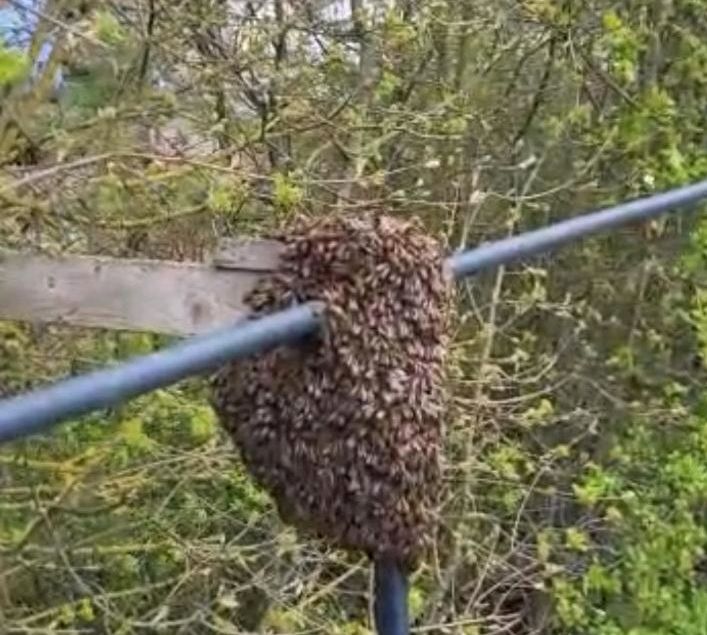 Bienen. Imker. Bienenschwarm. Kein Wespennest in Werneck