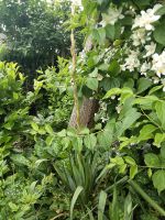 Palmlilie/Gartenpalme/Jucca Rheinland-Pfalz - Wittlich Vorschau