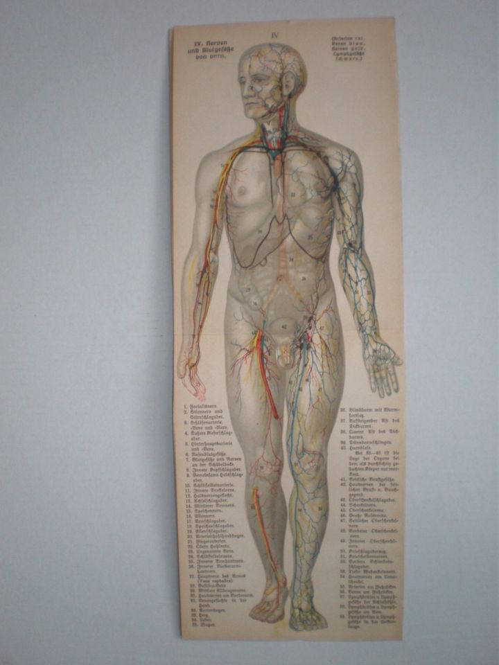 ANTIKE BILDTAFELN-LEHRTAFELN-ANATOMIEBLATT-ANATOMIE-KÖRPER-CORPUS in Berlin