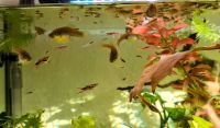 10x Endler Guppys Sachsen - Radebeul Vorschau