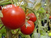 Kräftige, samenfeste Tomatenpflanzen Nordrhein-Westfalen - Bönen Vorschau