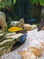 Malawi Buntbarsche Gelber Labidochromis "Yellow" Berlin - Niederschönhausen Vorschau