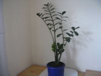 Zimmerpflanze, Glücksfeder = Zamioculcas, mit Übertopf Nordrhein-Westfalen - Willich Vorschau