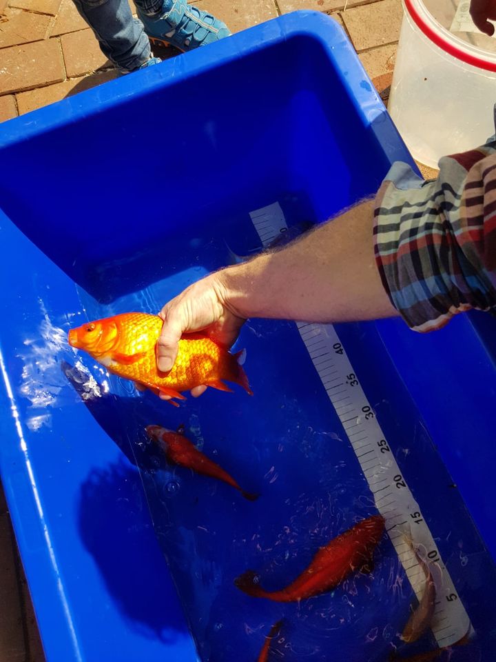 Goldfische Teichfische verschiedene Größen und Farben in Hamminkeln