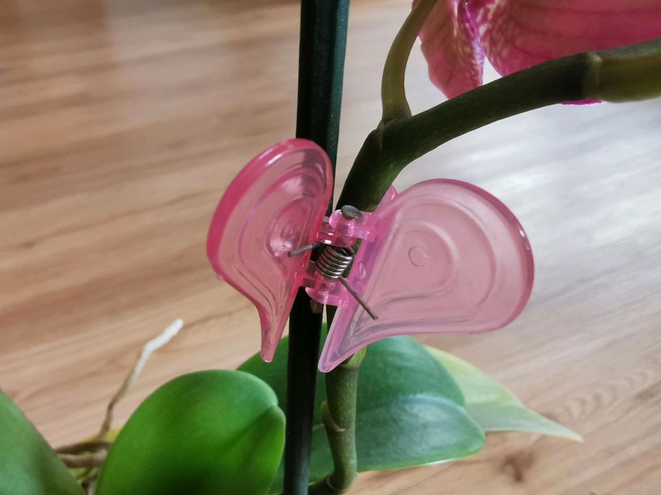 Orchidee Phalaenopsis Sarasto blühend in Melle