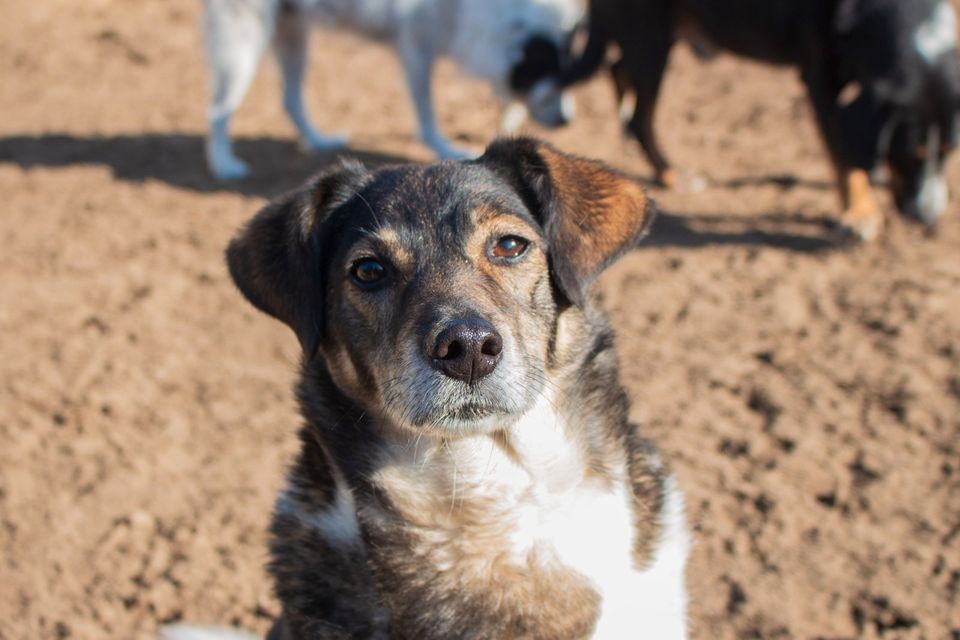 Ronja liebt lange Spaziergänge in Ahrensburg