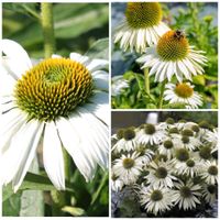 Echinacea "P.White" -Solitärstaude im 3ltr. Topf -Insektenweide Niedersachsen - Glandorf Vorschau