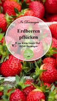 Erdbeeren zum selber pflücken - Nordrhein-Westfalen - Dormagen Vorschau