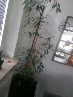 Ficus Benjamini Niedersachsen - Wardenburg Vorschau