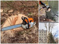 Baumfällungen  Forsttätigkeiten v. Odenwald Baden-Württemberg - Schriesheim Vorschau