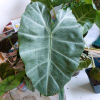 Alocasia Silver Feathers Rhizome Niedersachsen - Ilsede Vorschau