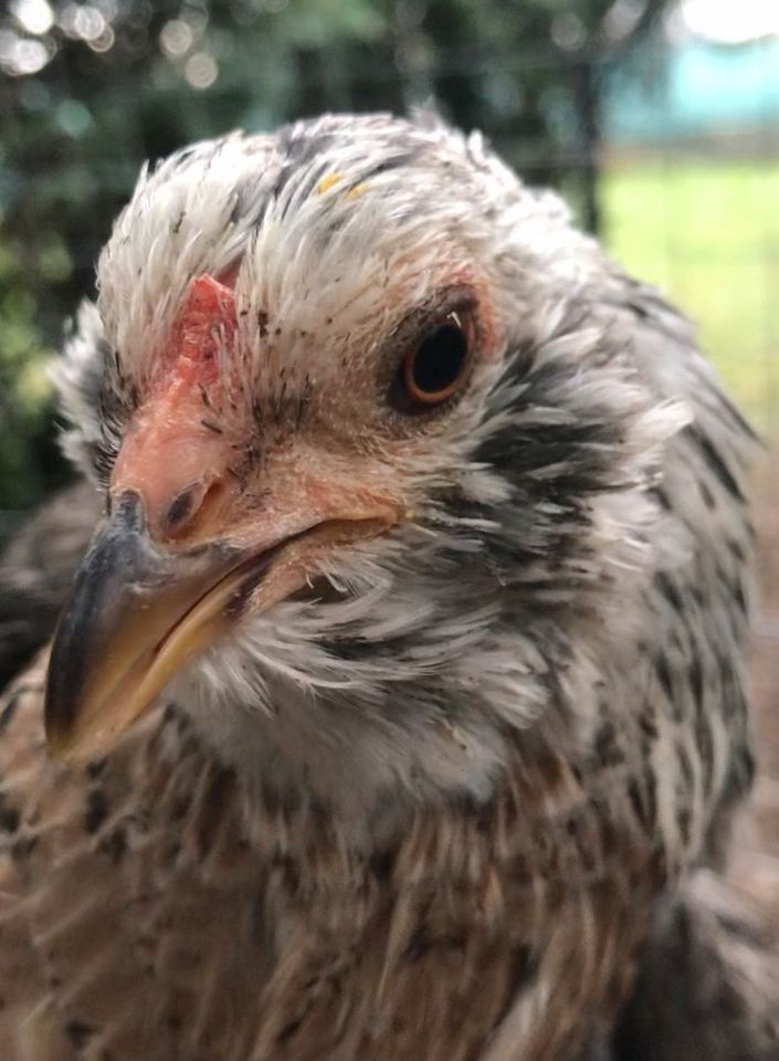 Araucana Bruteier    Zwerg ‼️Araucana silberhalsig in Klein-Winternheim