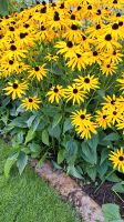 Sonnenhut Rudbeckia, winterharte Staude ! Niedersachsen - Bissendorf Vorschau