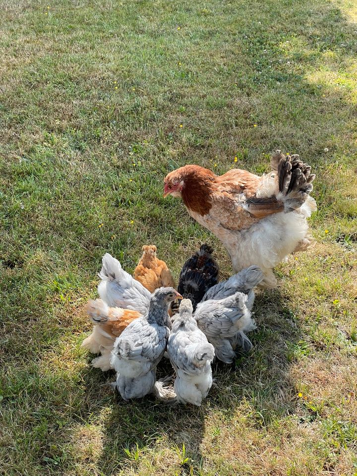 Hühner haltung für Einsteiger - Schnupperzeit im Hühnerstall in Colditz