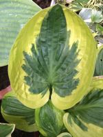 Funkie Hosta Brim Cup Pflanze Staude aus Bio Naturgarten Nordrhein-Westfalen - Wesel Vorschau