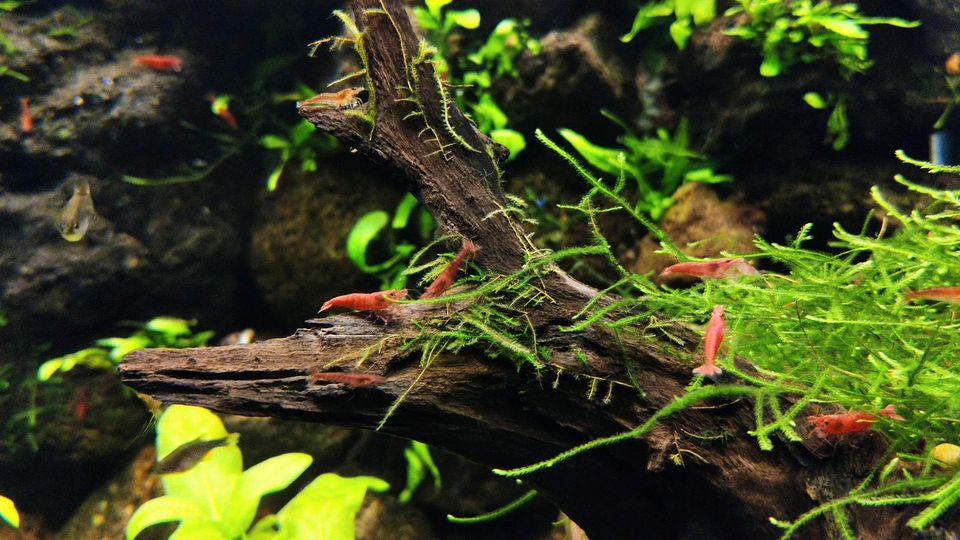 ❗ Red Fire Zwerggarnele für Nano Aquarium ab 0,65€❗ in Oberhausen