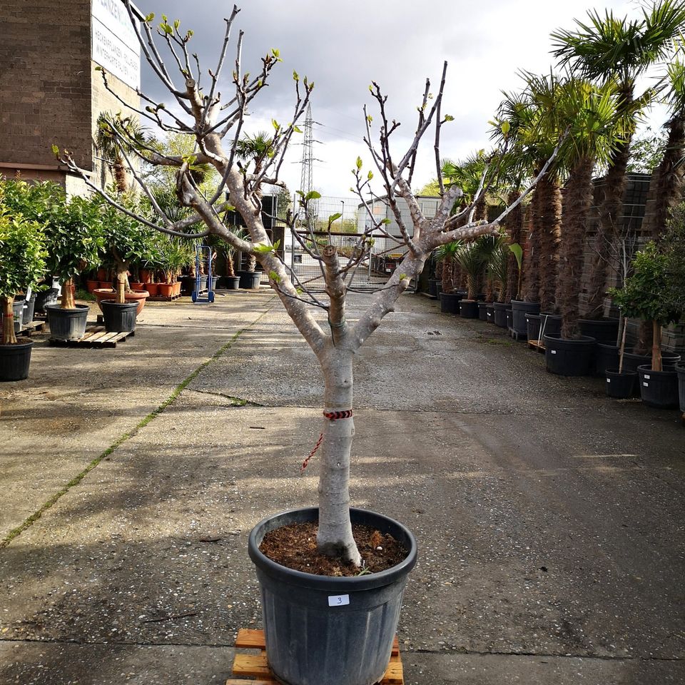 Feigenbaum Ficus Carica 30/40cm Stammumfang 200-230cm hoch in Oberhausen
