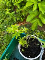 Waldmeister Pflanze Bayern - Aholming Vorschau