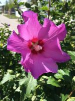 Hibiskus Samen, winterhart, lila Bayern - Poing Vorschau