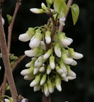 Kanadischer Hänge Judasbaum Vanilla Twist 80-100cm - Cercis Niedersachsen - Bad Zwischenahn Vorschau