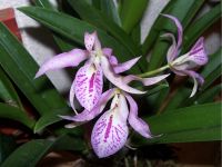 Orchidee - Brassocattleya Maikai Thüringen - Münchenbernsdorf Vorschau
