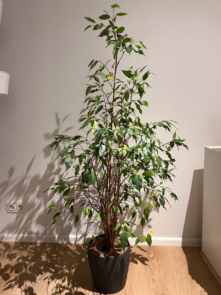 Ficus Benjamini in Freiburg im Breisgau