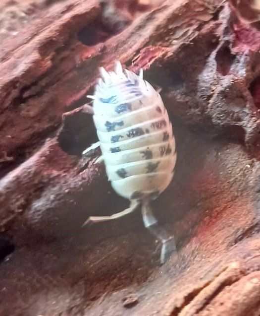 Asseln - Bodenpolizei (Porcellio laevis, Armadillidium gestroi) in Hameln