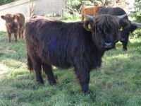 Highland Cattle schottisches Hochlandrind weibl. Absetzer Bayern - Altomünster Vorschau