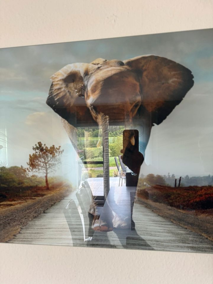 Glasbild Bild Elefant Wohnzimmer 125x50cm in Fulda