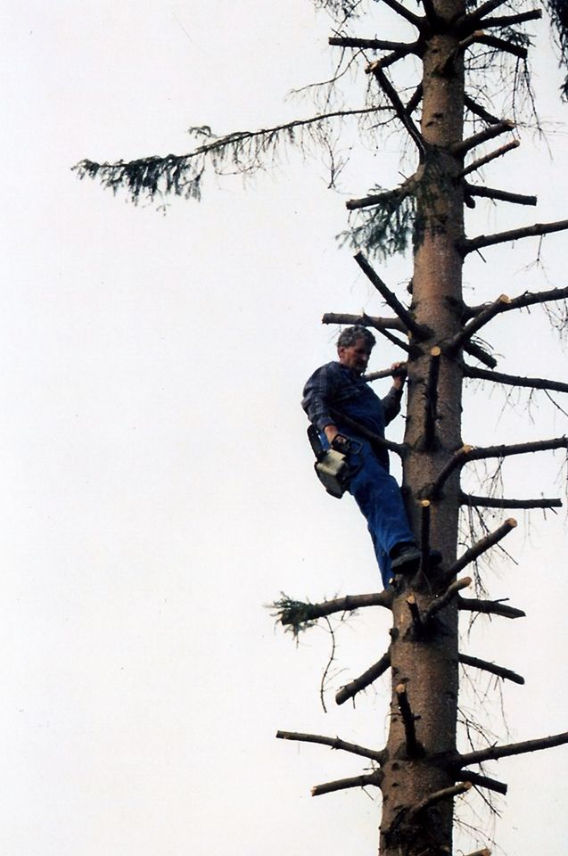 Baumfällarbeiten nach Sichtung/Vereinbarung in Bornheim