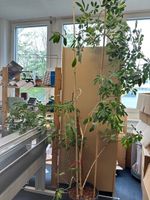 Zimmerpflanze Schefflera München - Trudering-Riem Vorschau