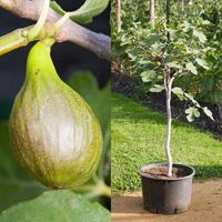 ✅NEU✅ Feigenbaum 70-170cm winterhart Feige Ficus carica Turkey 6 Hamburg-Mitte - Hamburg St. Georg Vorschau