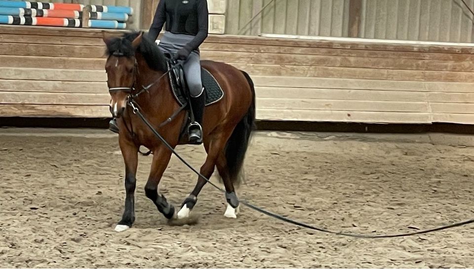 Freizeit Pony zu verkaufen in Ingelfingen